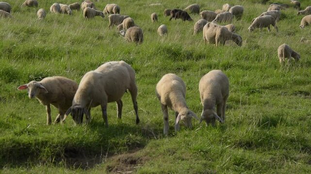 Flock of Sheep Grazing on the Rhine Riverbank near Monheim am Rhein.