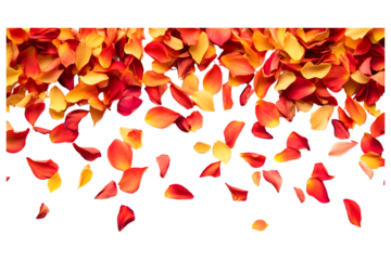 Red and Pink rose petals on transparent background