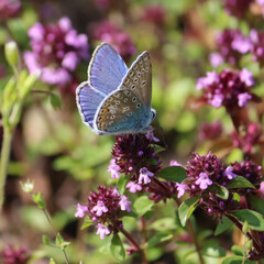 European Common Blue (Polyommatus icarus) butterfly on thyme flowers