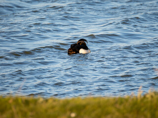 Tufted duck in water