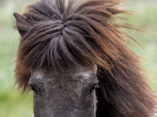 Icelandic horse close up