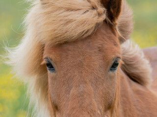 Icelandic horse close up