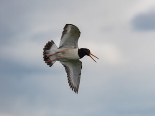 Eurasian oystercatcher in flight
