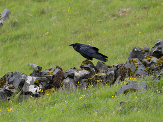 Common raven perched on rocks in green grass