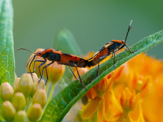 Butterfly milkweed bugs mating