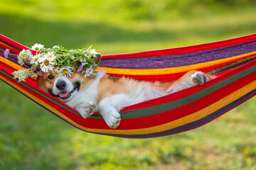 contented pet dog corgi in a wreath of wildflowers daisies lies in a colorful hammock in a summer...