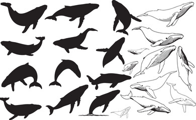 Whale Silhouettes