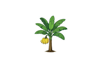 Obraz premium Banana tree Color vector on white background.03