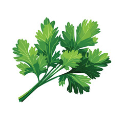Fresh Parsley Leaf Vector Illustration for Healthy Food Concepts