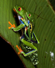 Reproducción de ranas de ojos rojos poniendo huevos en las hojas de un árbol