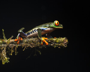 Rana de ojos rojos en costa rica en la naturaleza