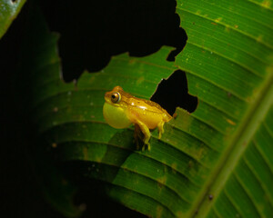 Rana de anfifaz grenouille au repos de costa rica
