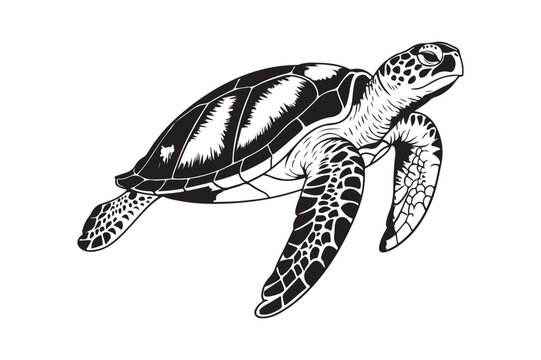 Sea Turtle Vector Illustration Detailed Ocean Animal Design
