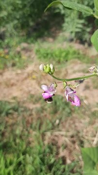 Bombus pascuorum comienfo el n&eacute;ctar de una flor de jud&iacute;a verde