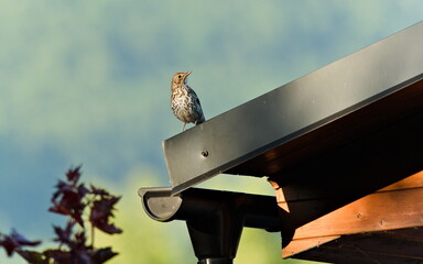 Song thrush aka Turdus philomelos perched on the roof. Common bird in Czech republic.