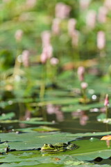 Pelophylax ridibundus aka European marsh frog is resting on the leaf of water lily.
