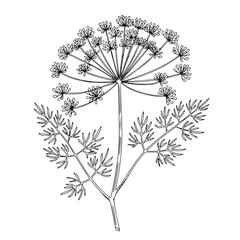 Line icon of dill plant with minimalistic black and white design  