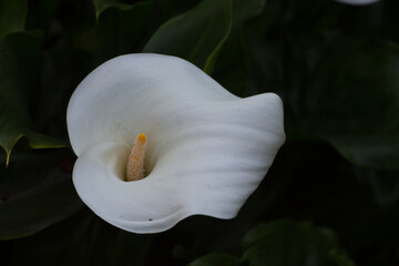 Sfondo floreale. Calla.