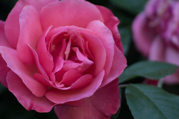 Sfondo floreale. Rosa rosa