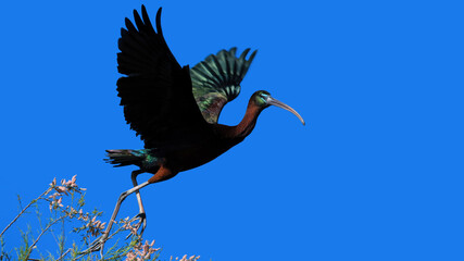 A Glossy Ibis Taking Off  (Plegadis Falcinellus)