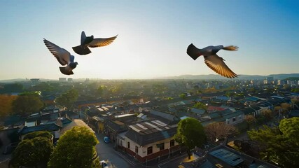 A woman with long black hair in a white shirt opens the window, Outside the window there are houses and pigeons flying, Sunny morning