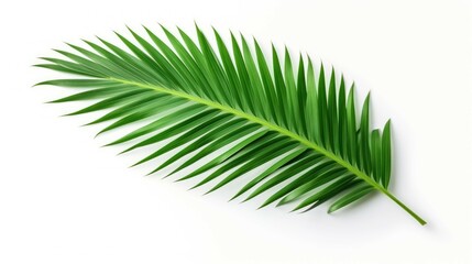 Obraz premium palm leaf isolated on white