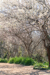 Obraz premium 阿玉台貝塚梅林の梅