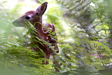  White-tailed deer Odocoileus virginianus baby fawn in hiding