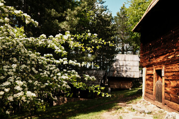 Blooming tree branches with traditional village background in Staro Selo ethno village, Serbia in spring season
