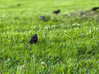 Starling walking on the grass in spring close-up. Starling bird catches two juicy slugs in beak from green grass. Starling looking for food in the green grass in the meadow. The common starling. 