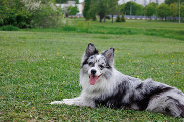 smart trained black and white marbled Bordeaux collie performs commands in the park in the grass....