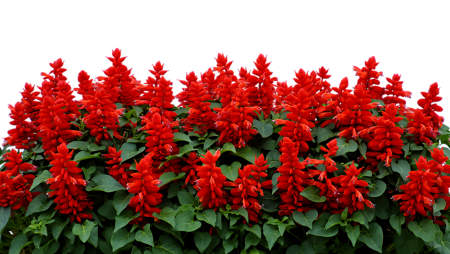 Vibrant Red Salvia Flowers A Stunning Floral Display
