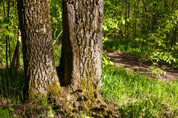 A tree with two trunks on a sunny meadow near the forest