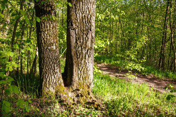 A tree with two trunks on a sunny meadow near the forest