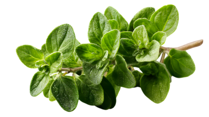 Fresh vibrant oregano herb branch isolated on isolated on white transparent background for culinary and herbal medicine uses