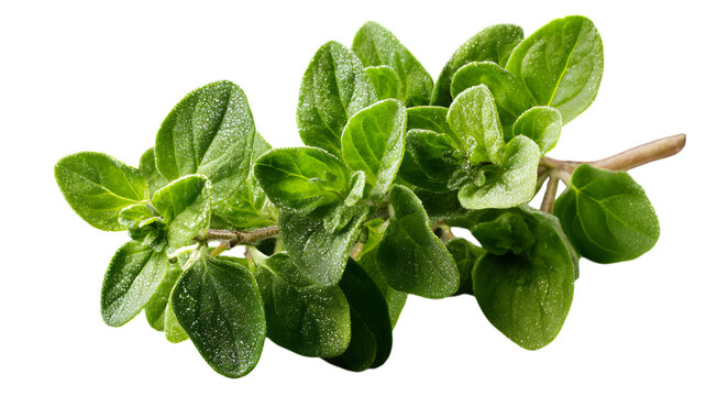Fresh vibrant oregano herb branch isolated on isolated on white transparent background for culinary and herbal medicine uses
