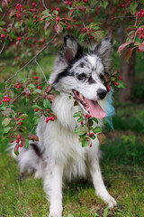 smart trained black and white marbled Bordeaux collie performs commands in the park in the grass....
