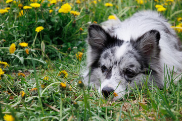 smart trained black and white marbled Bordeaux collie performs commands in the park in the grass. Summer, dog runs, sits, enjoys life outside