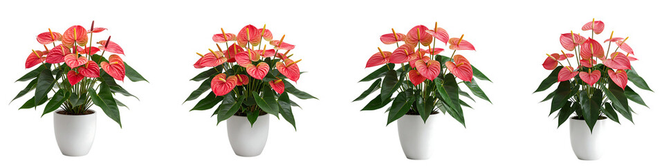 Obraz premium Anthurium Plants with Red Flowers in White Pots Transparent Background