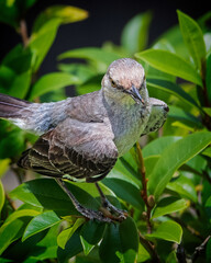 Mockingbird Perched on Bush Closeup
