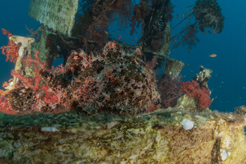 Lionfish (Pterois miles) in the Red Sea, colorful fish, Eilat, Israel
