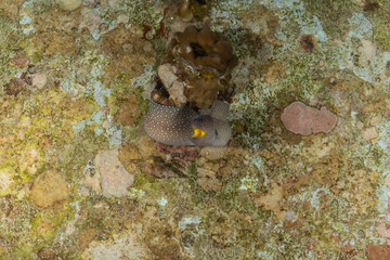 Moray eel Mooray lycodontis undulatus in the Red Sea, Eilat Israel
