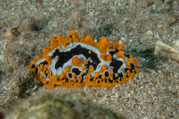 Nudibranch Sea Slug in the Red Sea, Colorful and beautiful, Eilat, Israel
