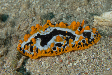 Nudibranch Sea Slug in the Red Sea, Colorful and beautiful, Eilat, Israel
