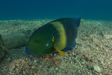 Fish swimming in the Red Sea, colorful fish, Eilat Israel
