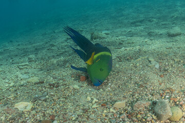 Fish swimming in the Red Sea, colorful fish, Eilat Israel
