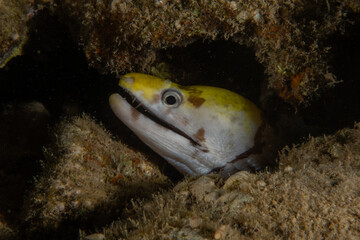 Moray eel Mooray lycodontis undulatus in the Red Sea, Eilat Israel
