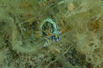 Nudibranch Sea Slug in the Red Sea, Colorful and beautiful, Eilat, Israel

