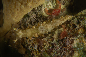 Nudibranch Sea Slug in the Red Sea, Colorful and beautiful, Eilat, Israel
