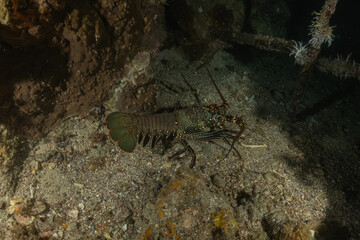 Painted Lobster(Panulirus versicolor) at the Tubbataha Reef National Park Philippines
